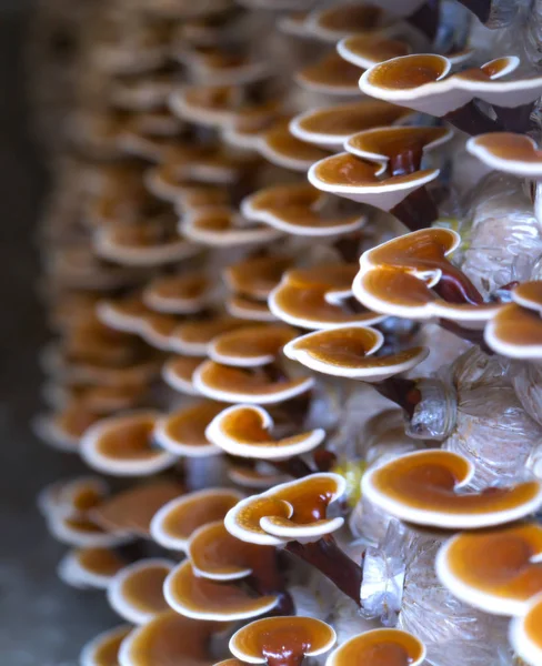 The beauty of Ganoderma Lucidum growing in the farm. — Stock Photo, Image