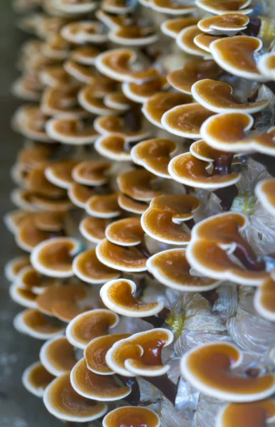 Ganoderma Lucidium grupta büyüyen güzelliği.