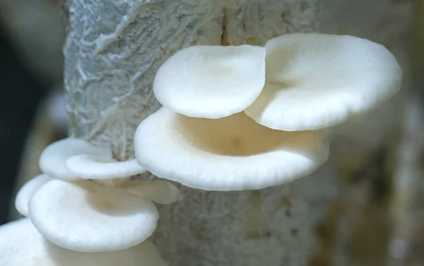 The beauty of abalone mushroom growing in the farm — Stock Photo, Image