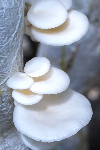 Die Schönheit des Seeohr-Pilzes, der auf dem Bauernhof wächst — Stockfoto