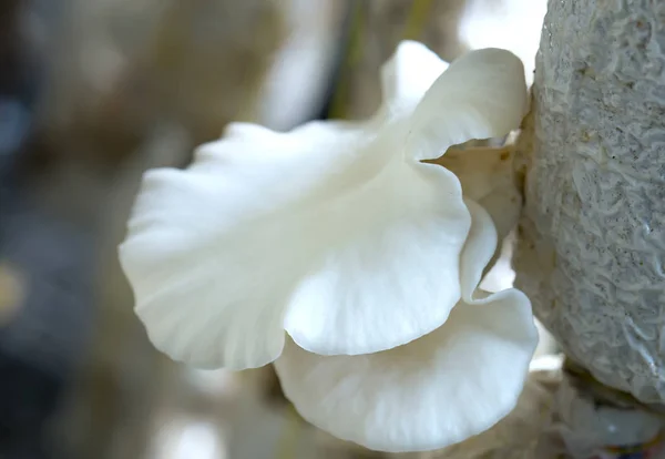 La belleza del hongo abulón creciendo en la granja — Foto de Stock