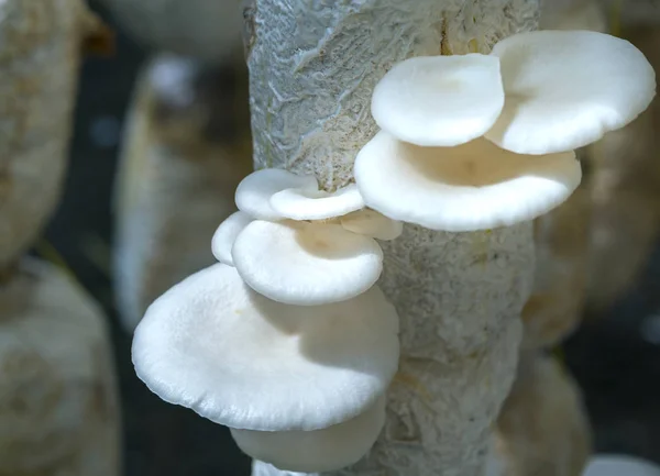 Die Schönheit des Seeohr-Pilzes, der auf dem Bauernhof wächst — Stockfoto