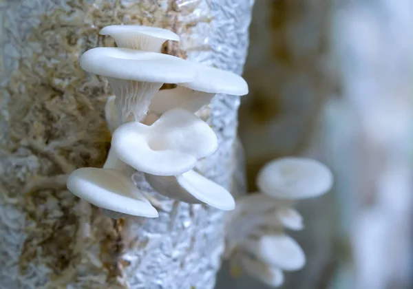 The beauty of abalone mushroom growing in the farm — Stock Photo, Image