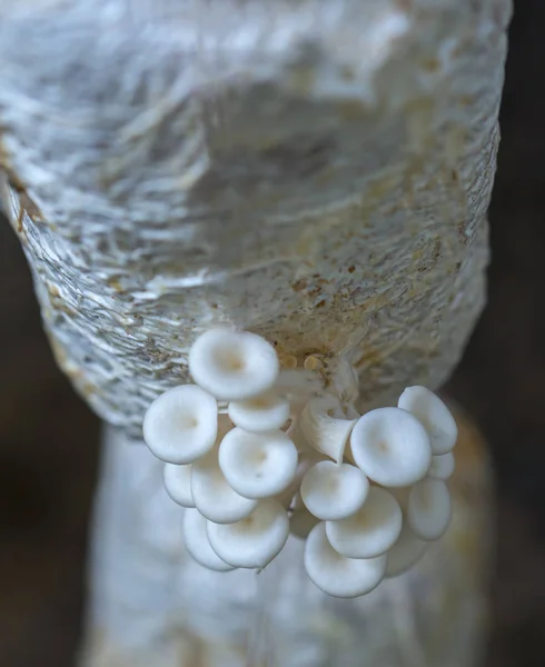 The beauty of abalone mushroom growing in the farm — Stock Photo, Image