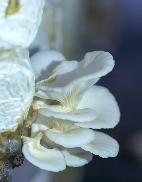 Красота морских грибов, растущих на ферме — стоковое фото