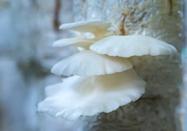 Die Schönheit des Seeohr-Pilzes, der auf dem Bauernhof wächst — Stockfoto