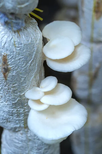 Die Schönheit des Seeohr-Pilzes, der auf dem Bauernhof wächst — Stockfoto