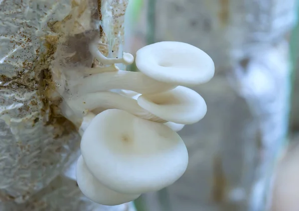 Die Schönheit des Seeohr-Pilzes, der auf dem Bauernhof wächst — Stockfoto