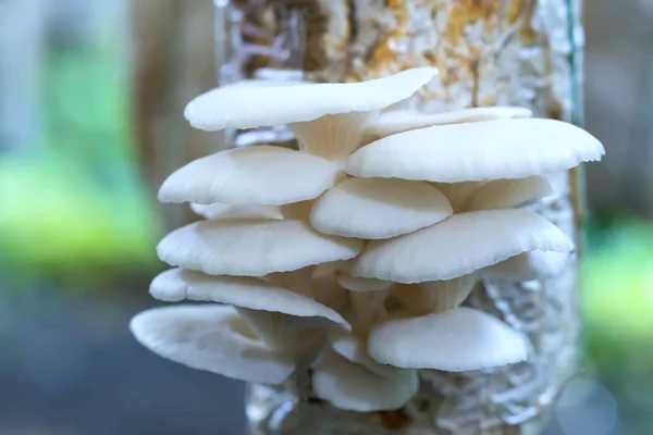 The beauty of abalone mushroom growing in the farm — Stock Photo, Image