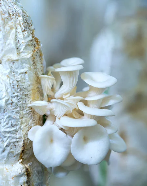 Abalone grupta mantar büyüyen güzelliği