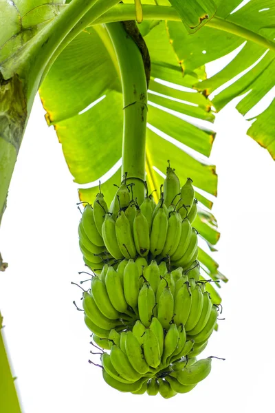 Mazzo di banane acide appese a un ramo di un albero in una fattoria — Foto Stock