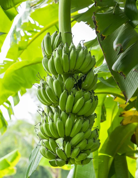 Bando de bananas não maduras penduradas em um ramo de uma árvore em uma fazenda — Fotografia de Stock