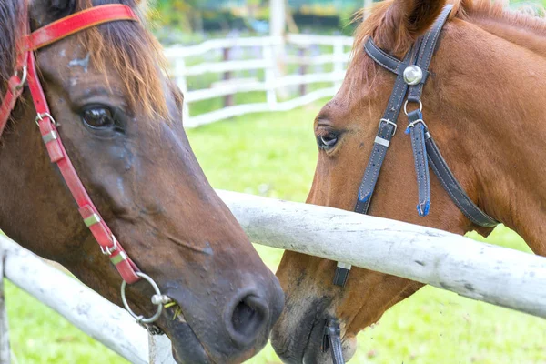 Dos caballos enamorados juntos — Foto de Stock