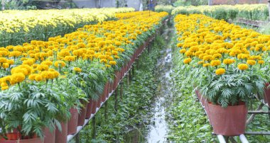 Kadife çiçeği Çiçek Bahçesi. Onlar Satılık hazırlanması üzerinde duruldu