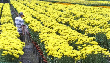 Çiftçi papatya çiçek bahçesi için bakıyor