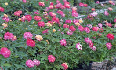 Gül Bahçesi Mekong Deltası'nda hydroponic yöntemi tarafından ekili