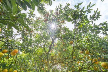 Olgun sarı meyve binlerce ağaç üzerinde olgunlaşmış meyve bahçesi