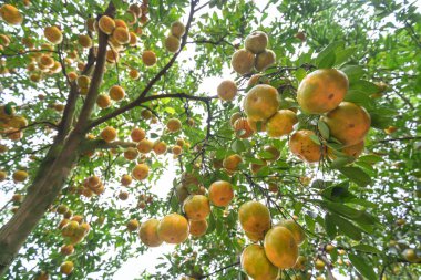 Olgun mandalina dallar asılı closeup