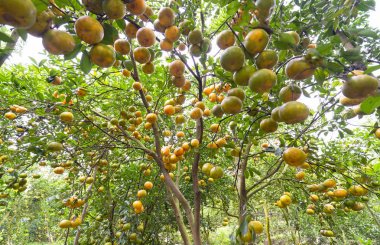 Olgun mandalina dallar asılı closeup