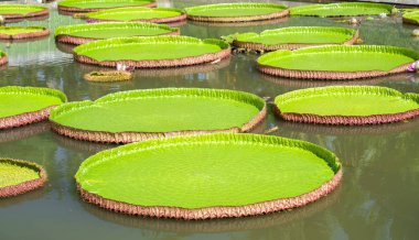 Victoria amazonica gölet