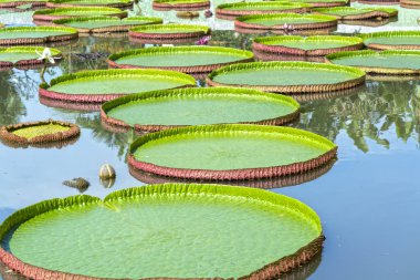 Victoria amazonica gölet