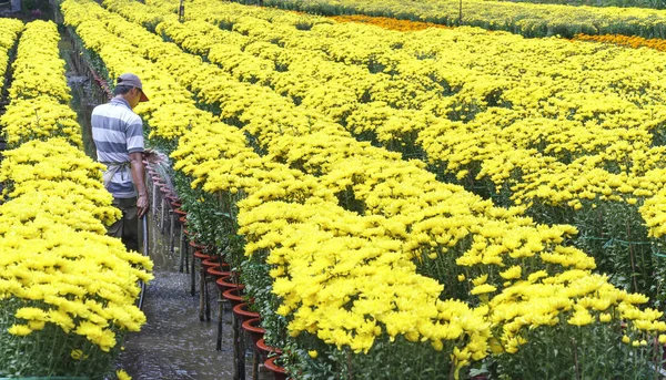 Bonden är vårdande för daisy blomma trädgård — Stockfoto