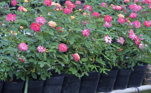 Růžová zahrada se pěstuje hydroponické metody v deltě Mekongu — Stock fotografie