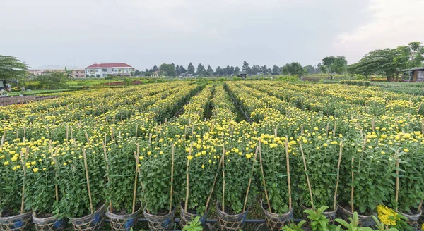 Krysantemum fält i skörden — Stockfoto