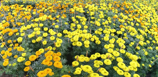 Marigold flower garden. They are focused on preparing for sale — Stock Photo, Image
