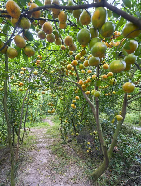 Madura pomar na árvore com milhares de frutas amarelas maduras são a colheita. — Fotografia de Stock