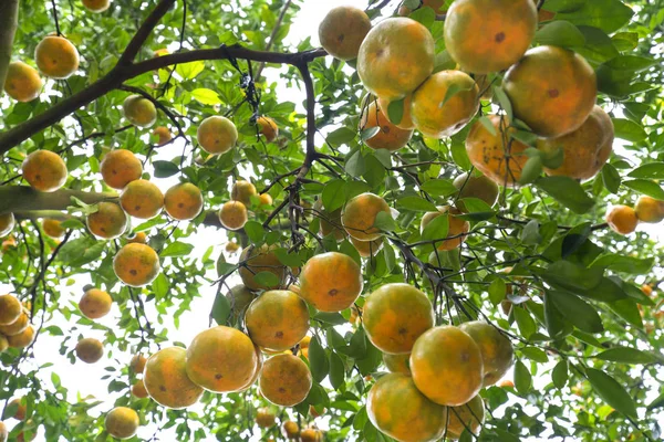 Closeup of ripe Tangerines hanging from branches — Stock Photo, Image