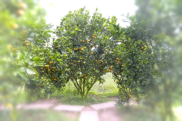 Madura pomar na árvore com milhares de frutas amarelas maduras são a colheita. — Fotografia de Stock