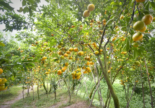 Ripe orchard on the tree with thousands of fresh ripe yellow fruits are in the harvest. — Stock Photo, Image