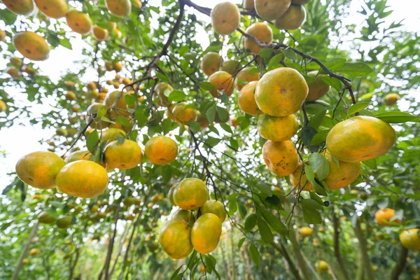 Closeup of ripe Tangerines hanging from branches — Stock Photo, Image