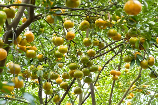 Closeup of ripe Tangerines hanging from branches — Stock Photo, Image