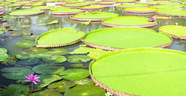 Victoria amazonica in the pond — Stock Photo, Image