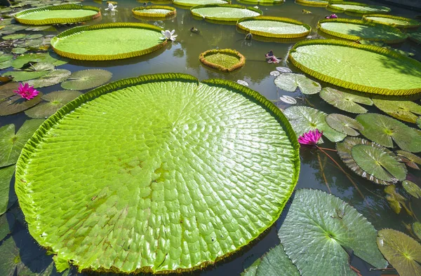 池でオオオニバスを閉じる — ストック写真