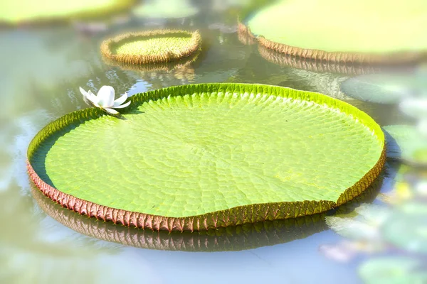 池でオオオニバス — ストック写真