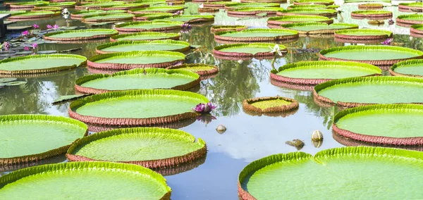 Victoria amazonica a tóban — Stock Fotó