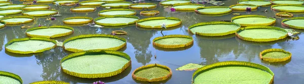 Victoria amazonica a tóban — Stock Fotó