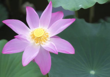 Pembe lotus gölette çiçek açması