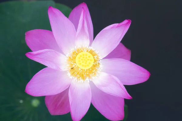 Lótus rosa florescendo na lagoa — Fotografia de Stock