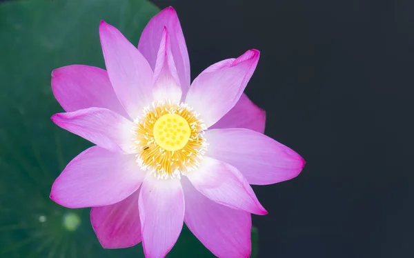 Lótus rosa florescendo na lagoa — Fotografia de Stock