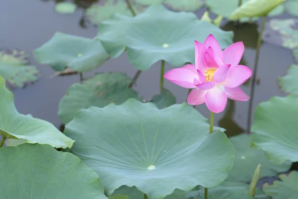 在池塘里的粉红色莲花 — 图库照片