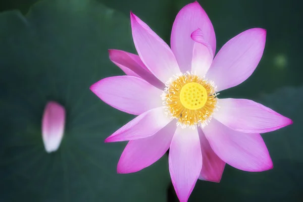 在池塘里的粉红色莲花 — 图库照片