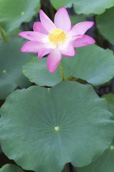 Pembe lotus gölette çiçek açması — Stok fotoğraf