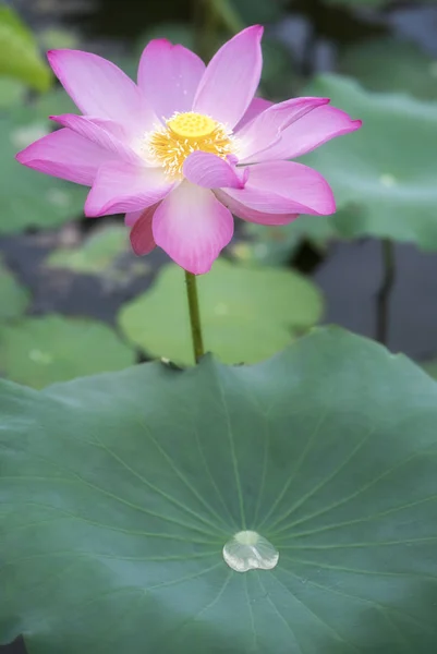 Pembe lotus gölette çiçek açması — Stok fotoğraf