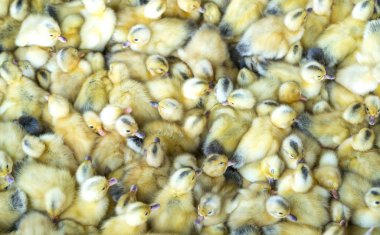 Şirin ve sevimli sarı ördek yavrusu yuvada yumurtadan oluşan gruptur