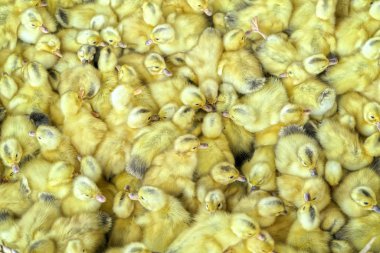 Şirin ve sevimli sarı ördek yavrusu yuvada yumurtadan oluşan gruptur