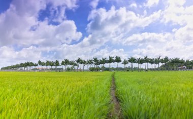 Pirinç tarlaları kırsal kesimde kırsal bir yolda boyunca Küba Royal Palm ağaçlar dikildi